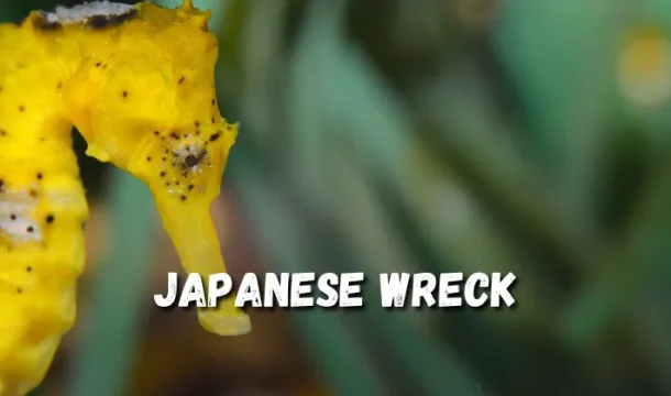 Explore the historic Japanese Wreck dive site in Amed